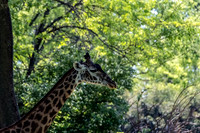 Masai Giraffe Side View Early Spring