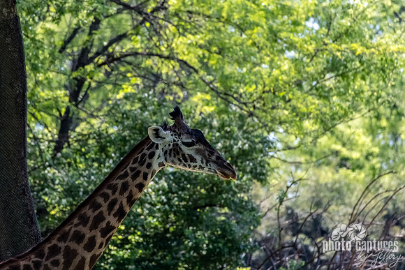 Masai Giraffe Side View Early Spring