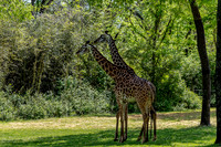 On A Spring Day Two Masai Giraffes