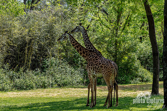 On A Spring Day Two Masai Giraffes