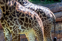 Two Lower Views Masai Giraffes
