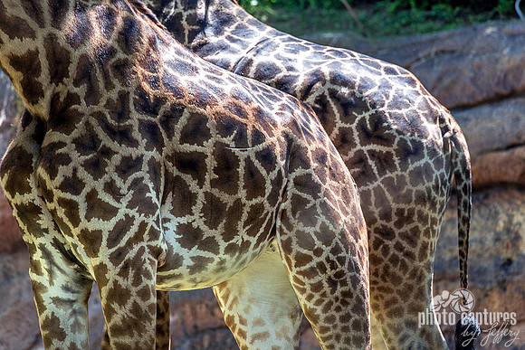 Two Lower Views Masai Giraffes