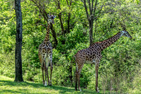 Two Masai Giraffes Educational Habitat