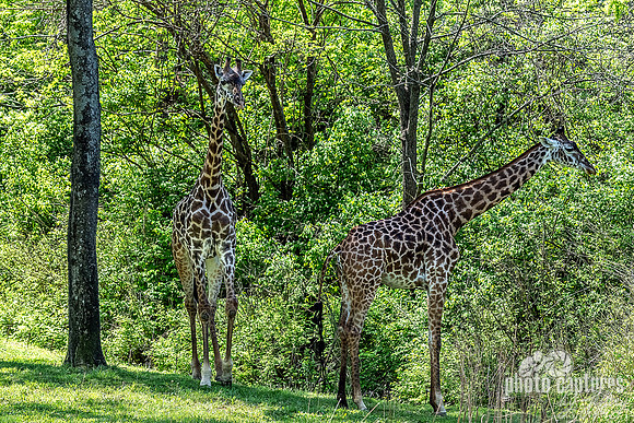 Two Masai Giraffes Educational Habitat