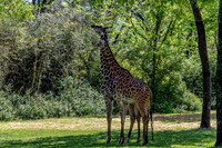 Two Masai Giraffes Eight Legs