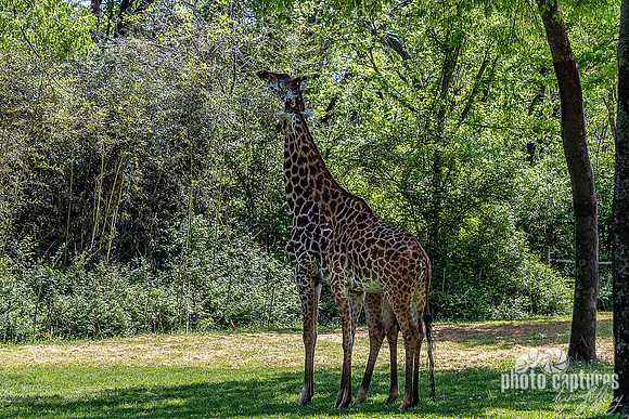 Two Masai Giraffes Eight Legs