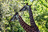 Two Masai Giraffes Long Necks Springtime