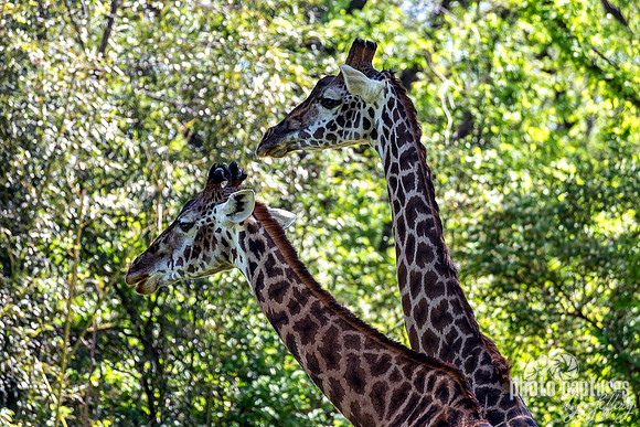 Two Masai Giraffes Long Necks Springtime