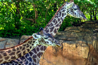 Two Masai Giraffes One Upright One Leaning