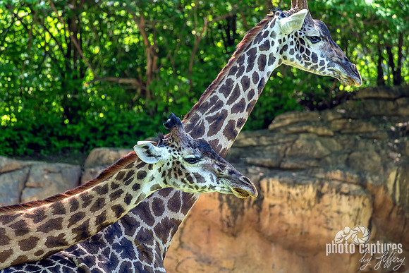 Two Masai Giraffes One Upright One Leaning