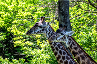 Two Masai Giraffes Spring Side View