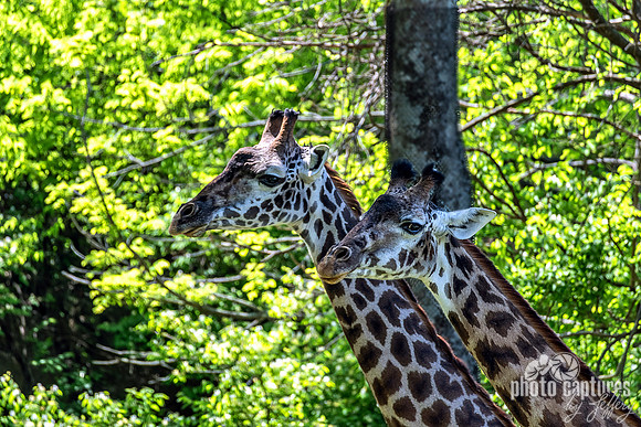 Two Masai Giraffes Spring Side View