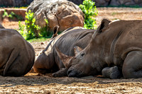 White rhinoceroses Resting In Dirt
