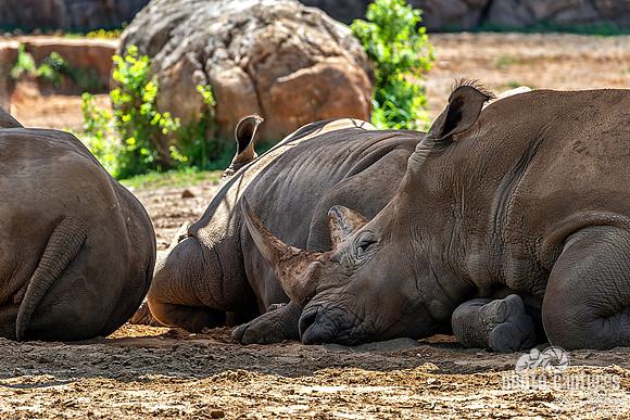 White rhinoceroses Resting In Dirt