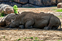 White rhinoceroses Resting In Dirt On Sunny Day In Shade