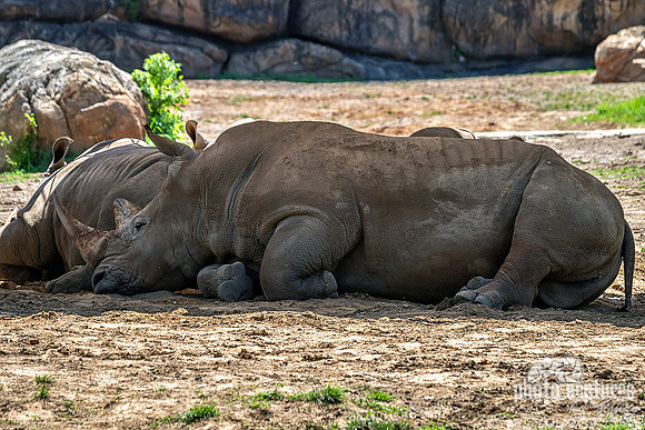 White rhinoceroses Resting In Dirt On Sunny Day In Shade