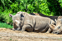 White rhinoceroses Resting In Dirt On Sunny Day