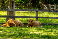 Two shaggy Scottish Highland Cows