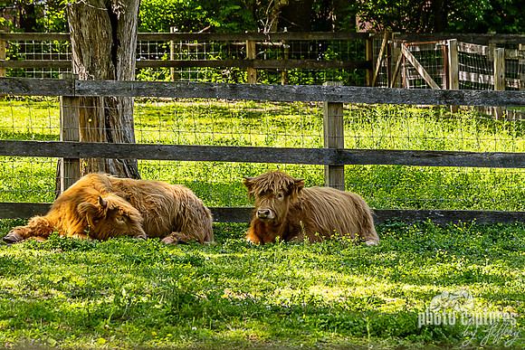 Two shaggy Scottish Highland Cows