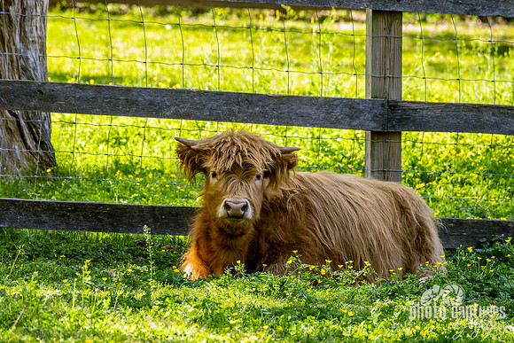 A Shaggy Scottish Highland Cow