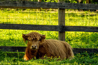 A Scottish Highland Cow