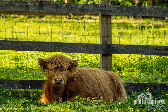 A Scottish Highland Cow