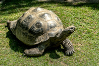 Head up Galapagos tortoise in Critter Encounters