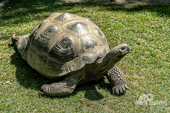 Head up Galapagos tortoise in Critter Encounters