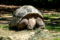 Galapagos Tortoise in Critter Encounters