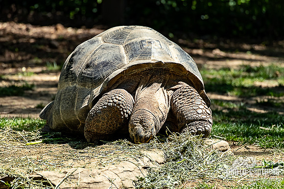 Galapagos Tortoise in Critter Encounters