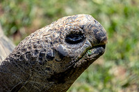 Profile of Galapagos tortoise in Critter Encounters