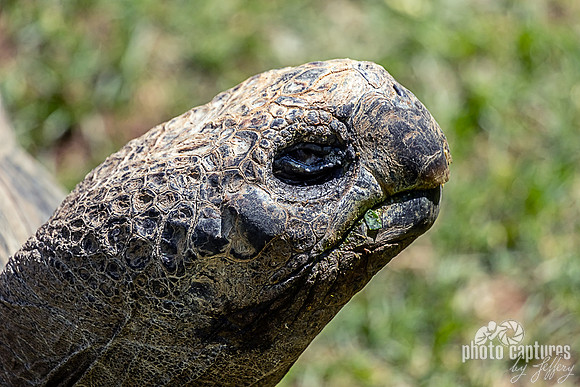Profile of Galapagos tortoise in Critter Encounters