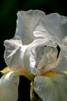Tall Bearded Iris Immortality Grassmere