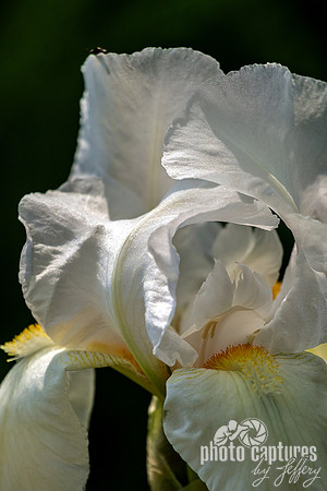Tall Bearded Iris Immortality Grassmere