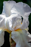 Tall Bearded Iris the Immortality Grassmere