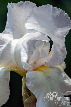 Tall Bearded Iris the Immortality Grassmere