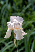 Tall Bearded Iris the Immortality