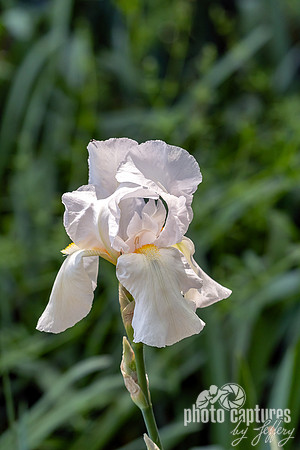 Tall Bearded Iris the Immortality
