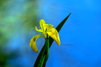 Water Flag