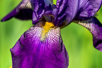 Yellow Beard Violet Petals Tall Bearded Iris