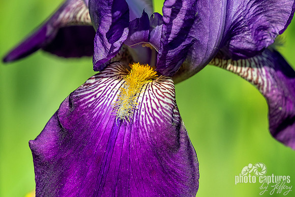 Yellow Beard Violet Petals Tall Bearded Iris