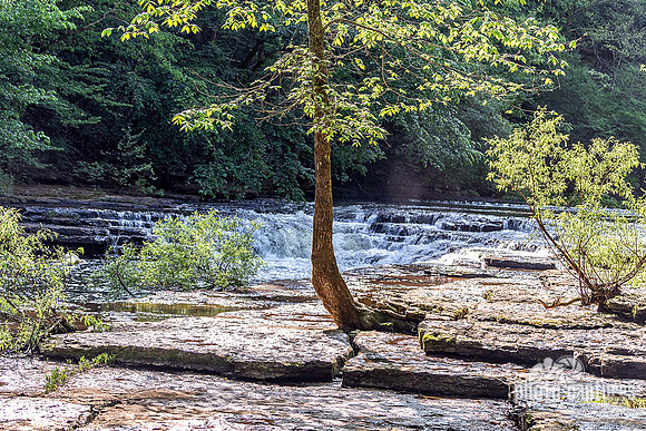 Hardy Tree Growing Topside Burgess Falls