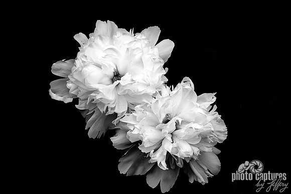 Black and White of Festiva Maxima