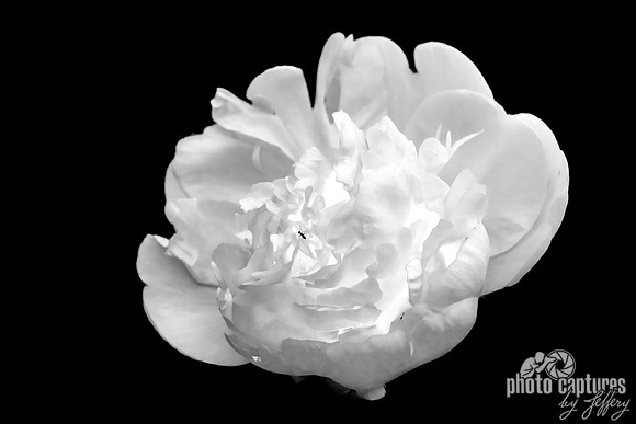 Heirloom Peony black and white