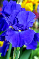 Deep Blue Tall Bearded Iris