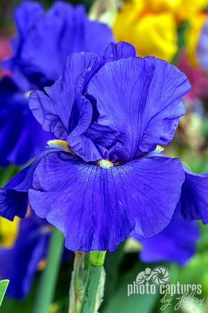 Deep Blue Tall Bearded Iris