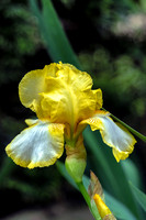 Elegant Yellow White Bearded Iris