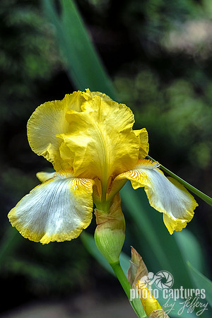 Elegant Yellow White Bearded Iris