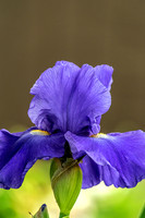 Deep Blue Allegiance Iris