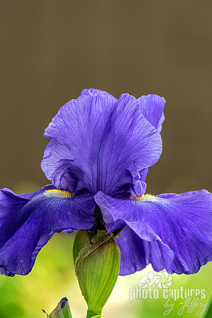 Deep Blue Allegiance Iris